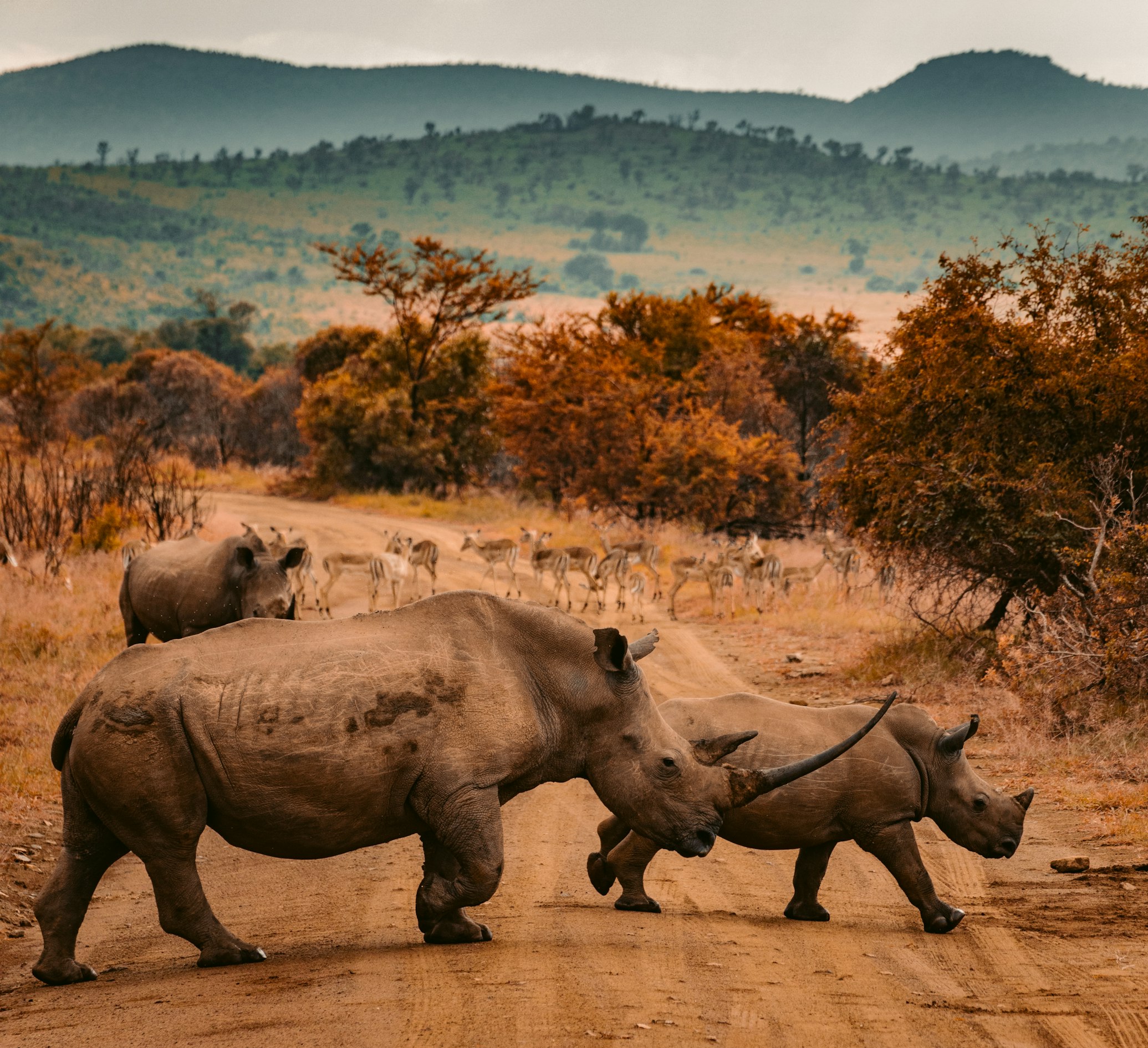 Amboseli