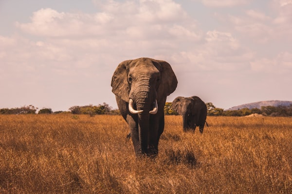 3 Days Maasai Mara Safari