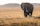 HARMART SAFARIS Logo