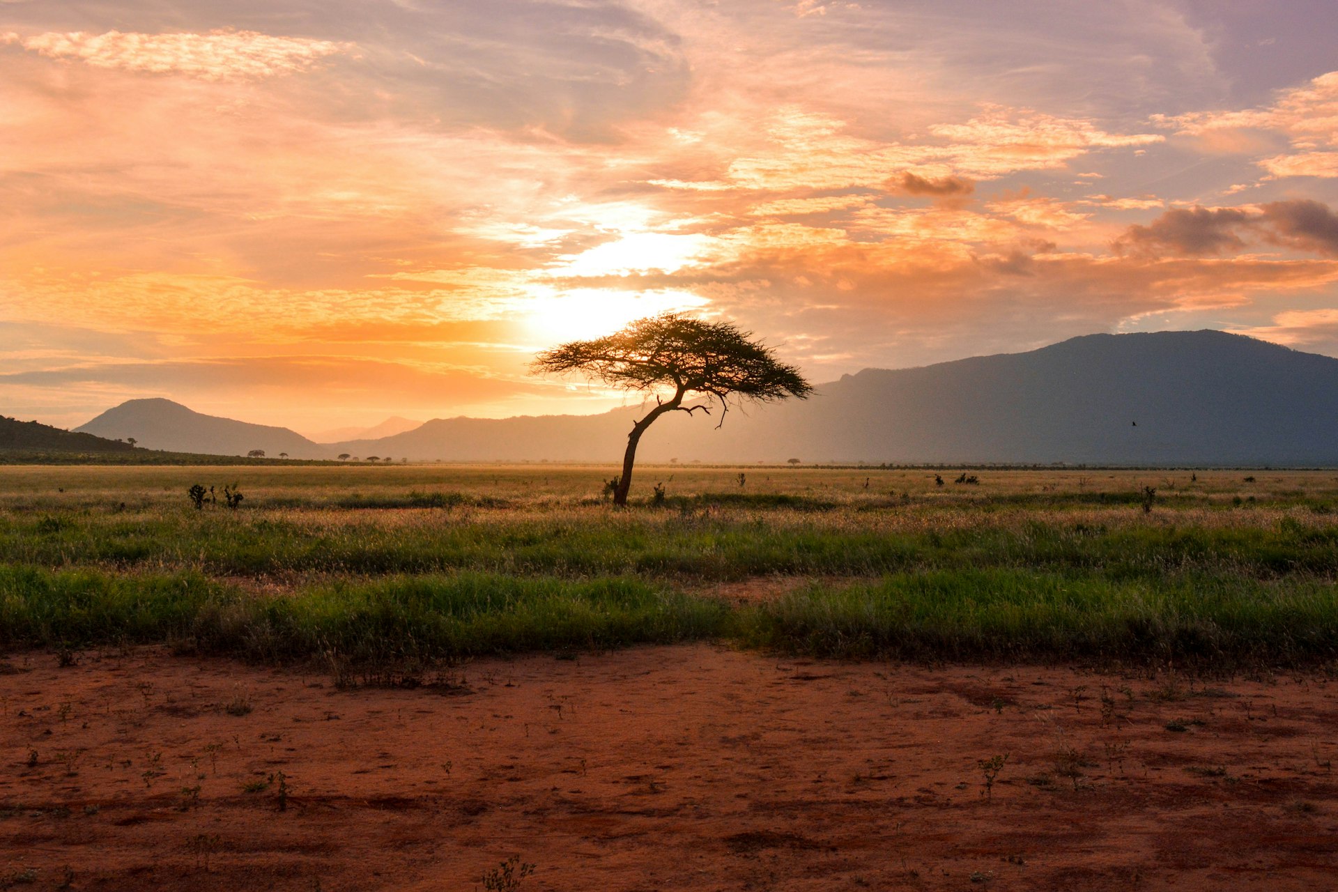 Safari landscape with animals